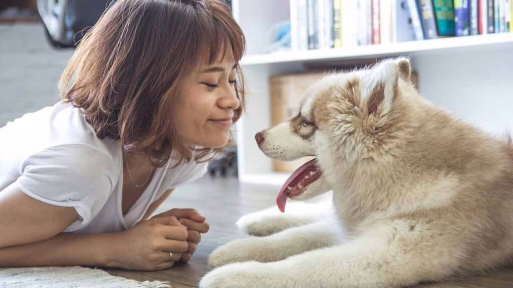 CBD Benefits For Dogs: What to Know If You Want to Give Your Dog CBD
