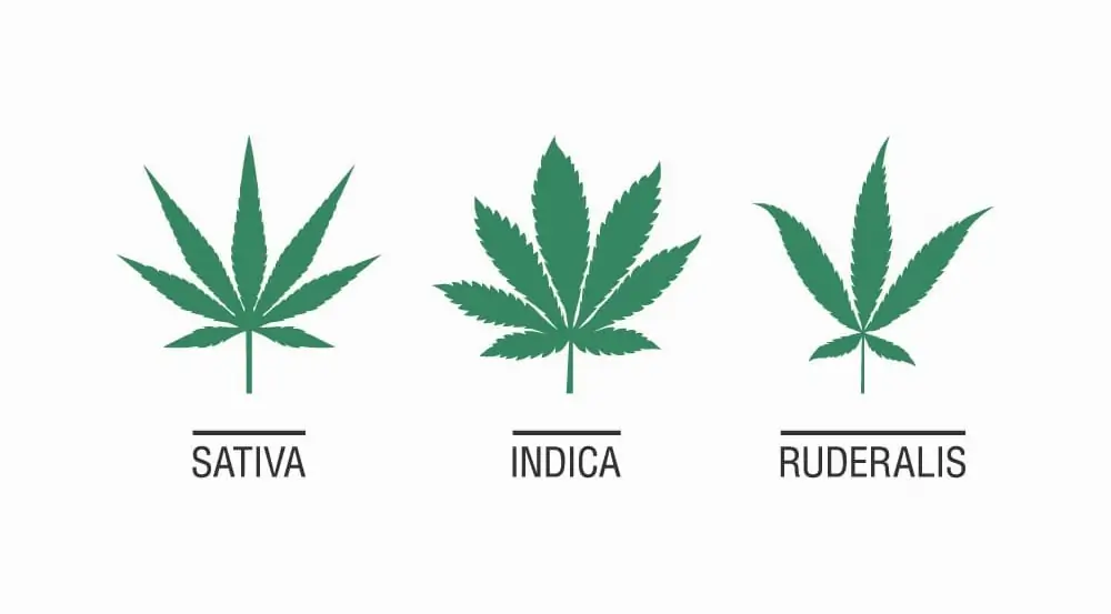 the cannabis plant, and the three main varieties of the plant include the Indica variety, Sativa and Ruderalis
