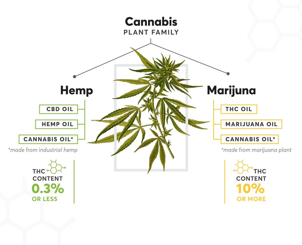 The cannabis plant is loaded with hundreds of cannabinoids.