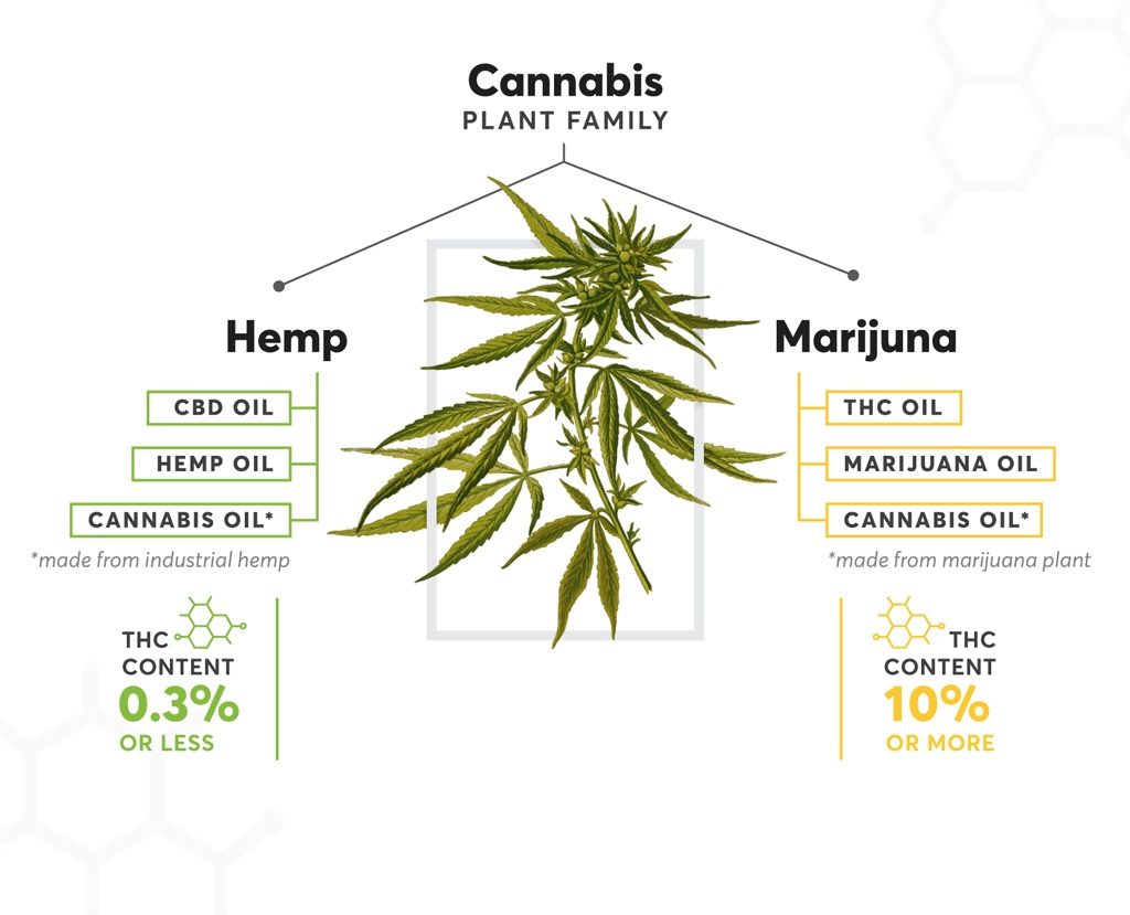 The Different Types of THC & Their Benefits