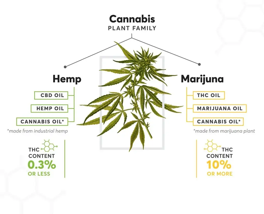 The cannabis plant is loaded with hundreds of cannabinoids.