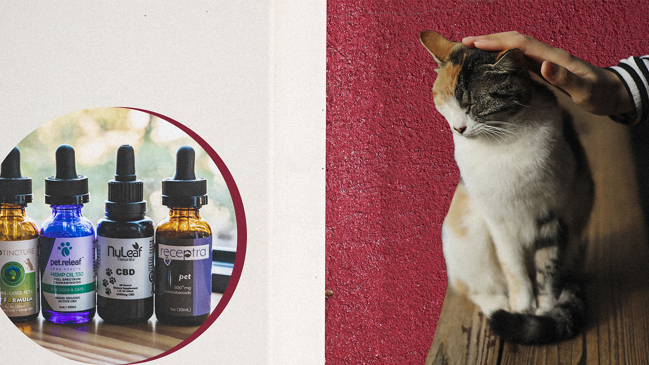 cbd for cats