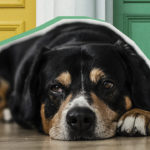 CBD dog treats for pain