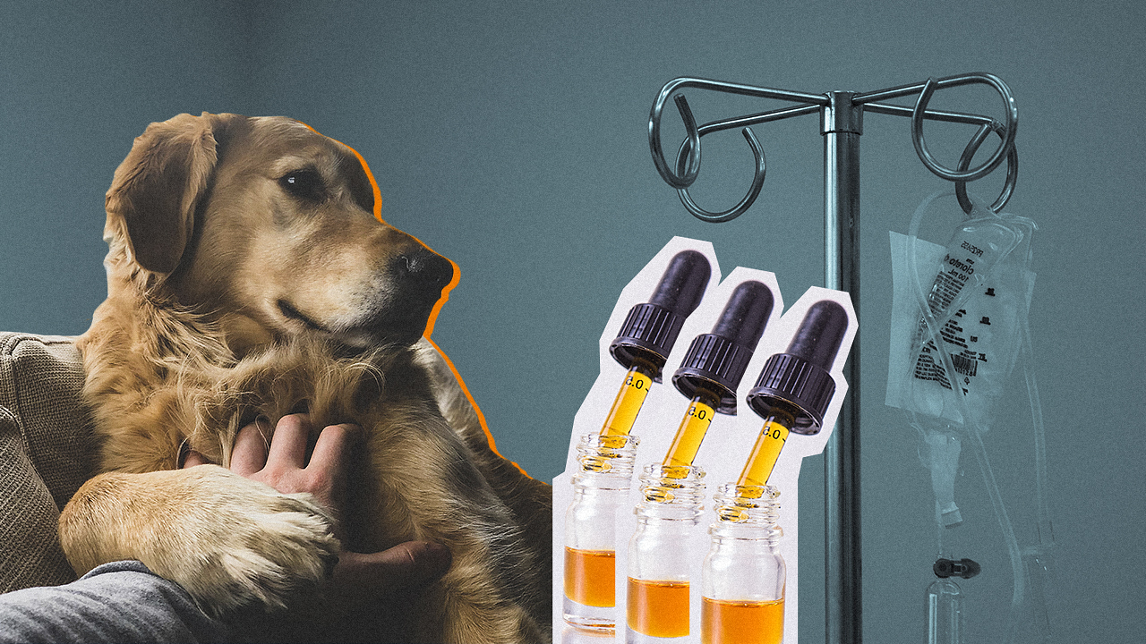 CBD Oil for Dogs Cancer: How to Help Your Pet? - CBD.market