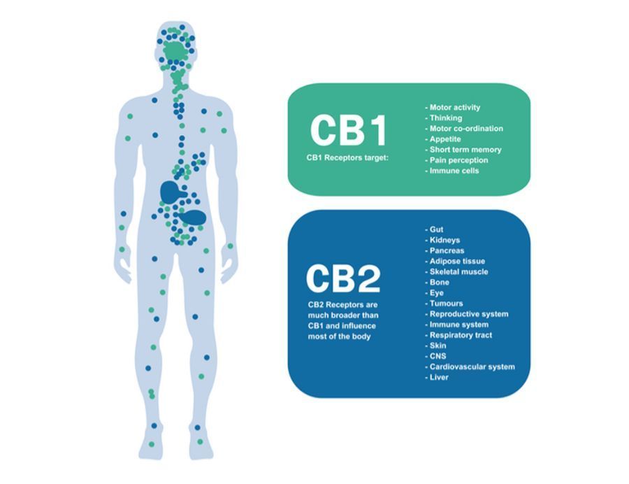 Сannabinoid Receptors And Their Effect On Human Organs Cbdmarket 1193