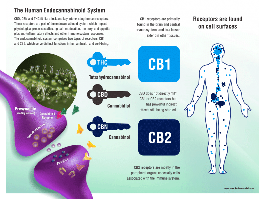 The human endocannabinoid system