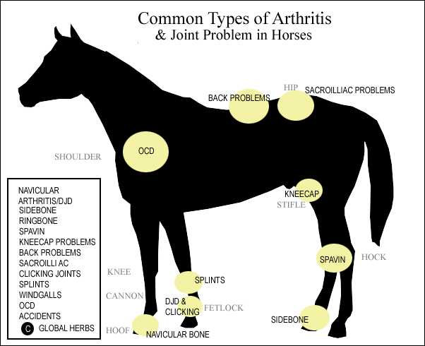 cbd oil for horses