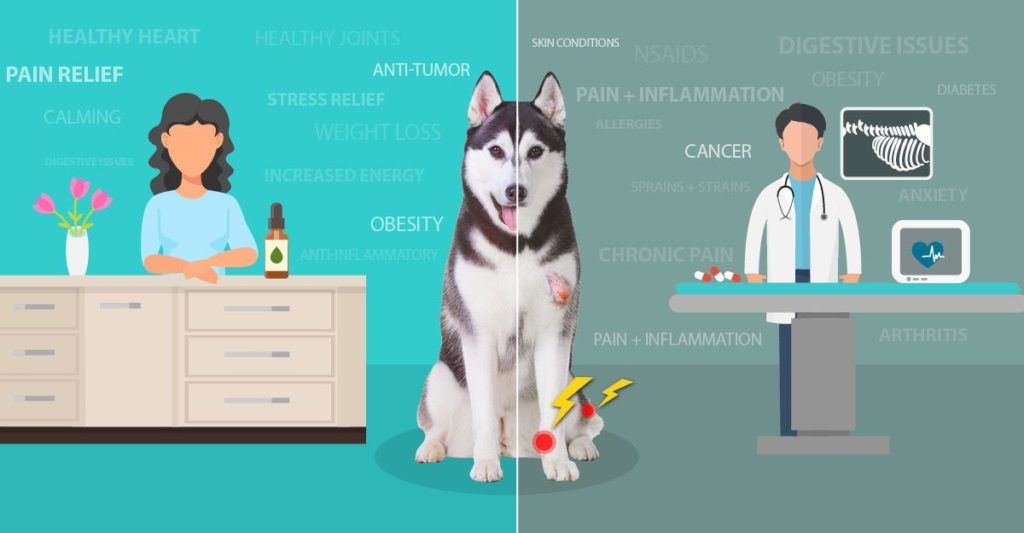 CBD Dog Treats for Pain