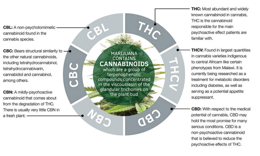 What is CBN? - CBD.market