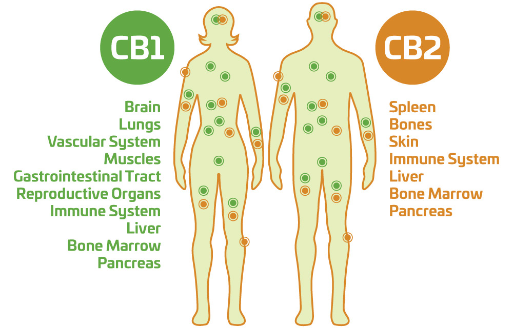 We have CB1 and CB2 receptors in the endocannabinoid system of our body