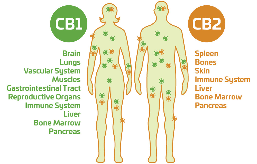 How does CBD work in the body?