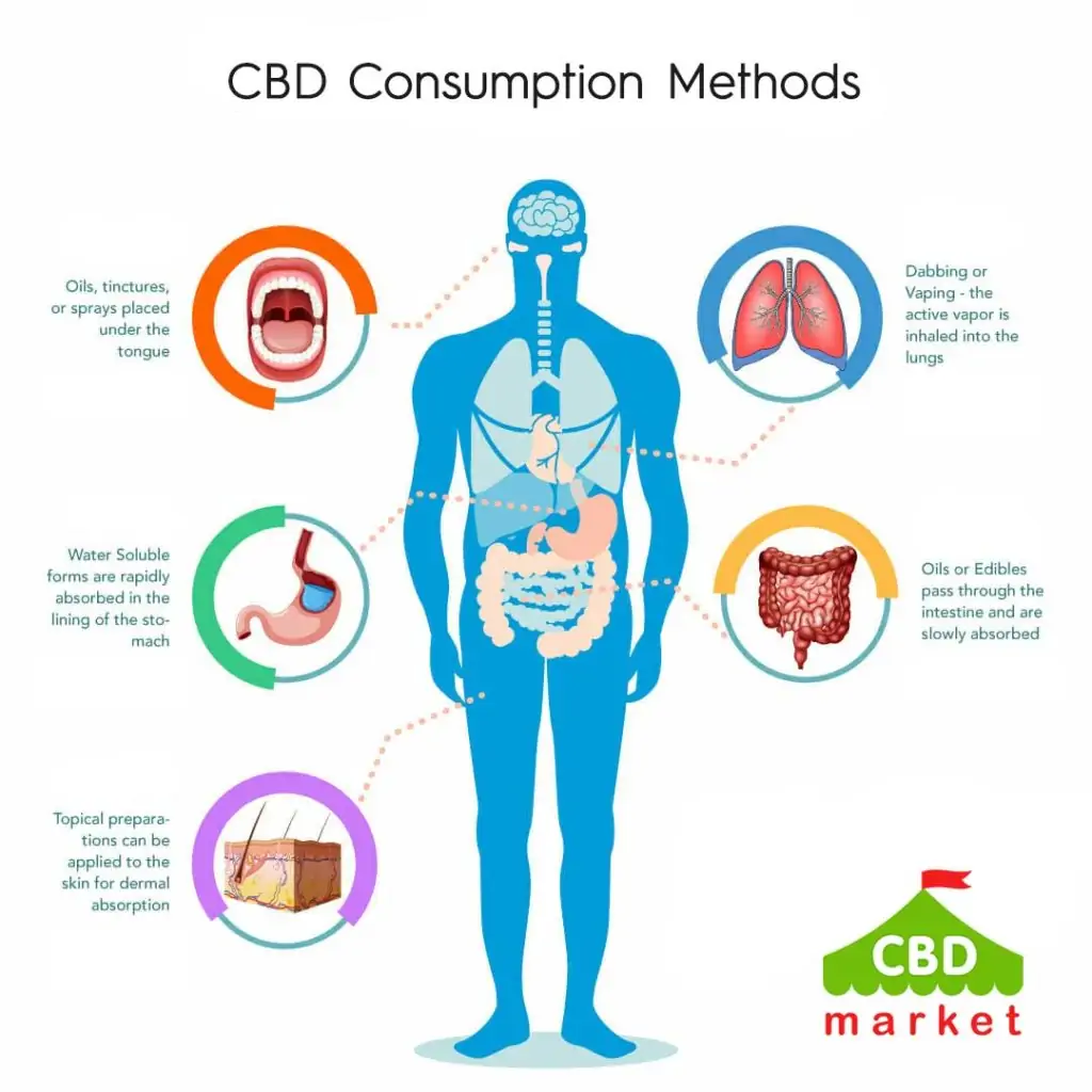 CBD Absorption and Consumption Methods 