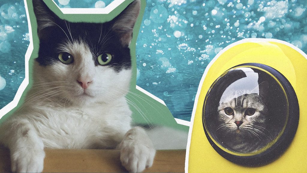 CBD oil for cats: treats, tinctures, pills