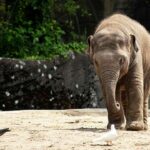 How Can CBD Oil Help Elephants Feel Relaxed?