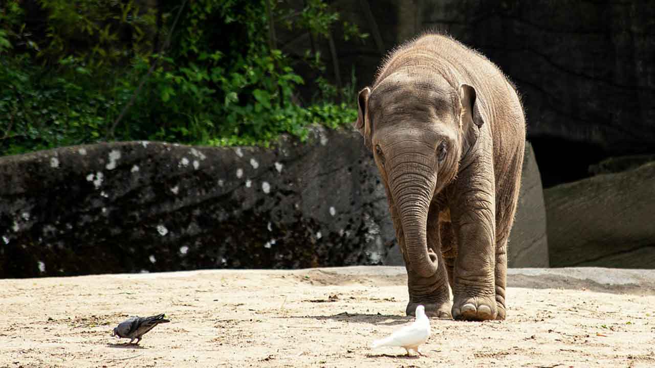 How Can CBD Oil Help Elephants Feel Relaxed?