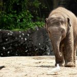 ow Can CBD Oil Help Elephants Feel Relaxed?