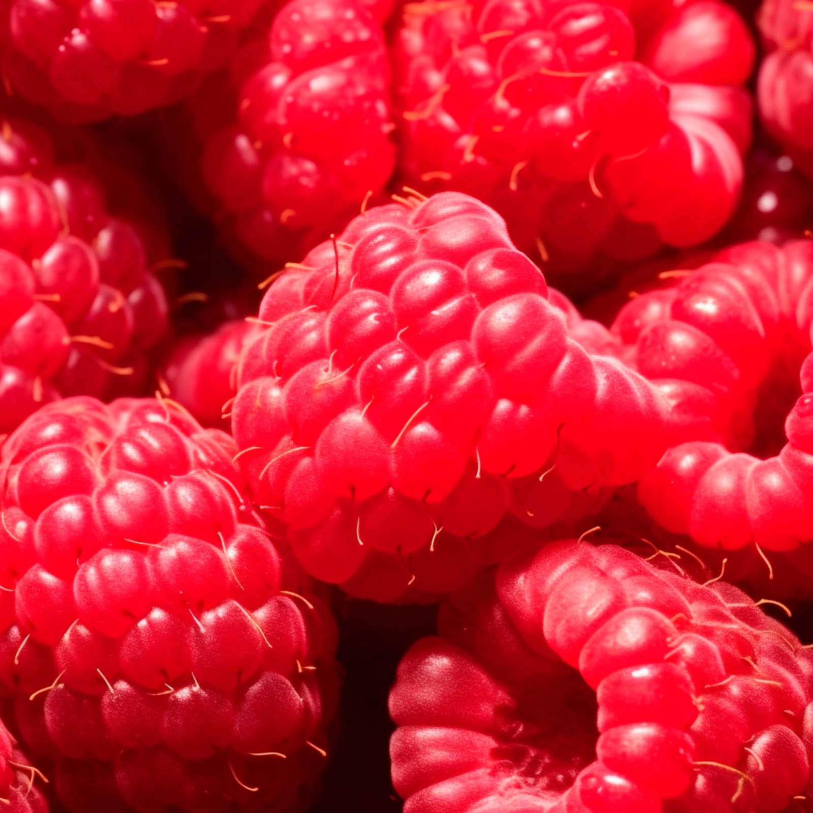 Charlotte’s Web, 10mg CBD Gummies Sleep, Full Spectrum, Raspberry, 60ct, 300mg CBD