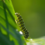 CBD As a Means of Increasing Life Expectancy and Activity