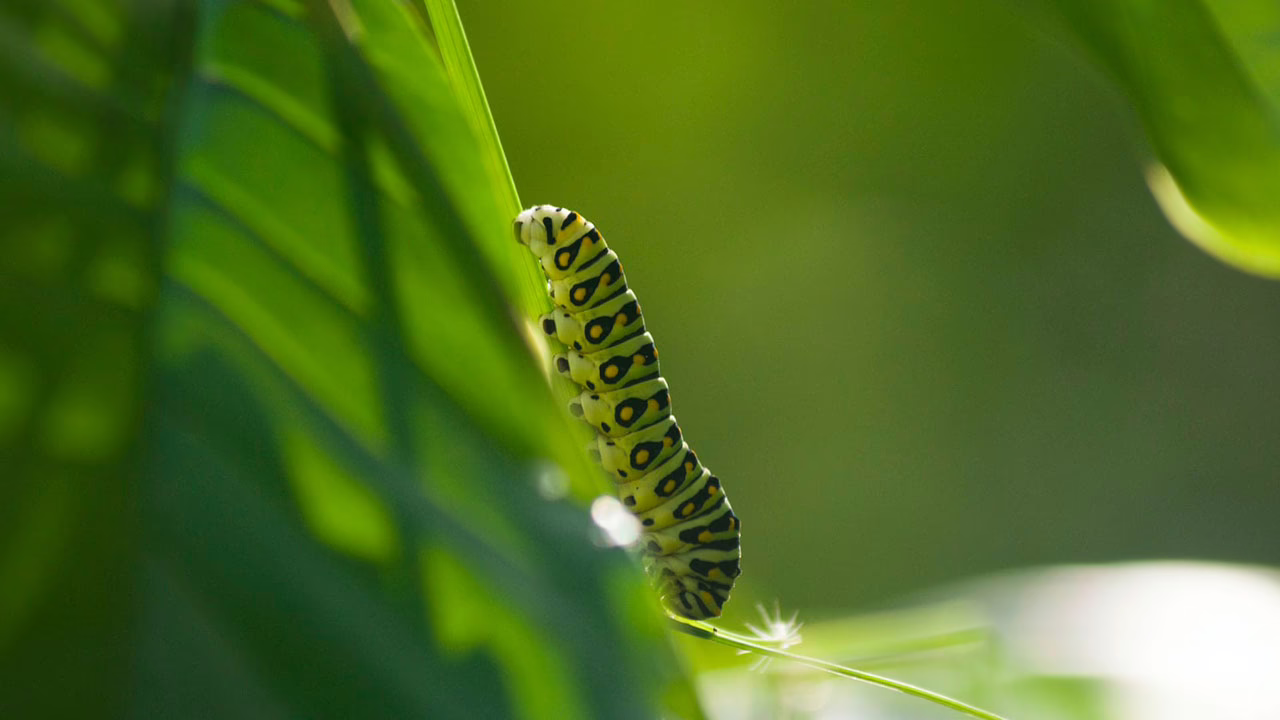 CBD As a Means of Increasing Life Expectancy and Activity