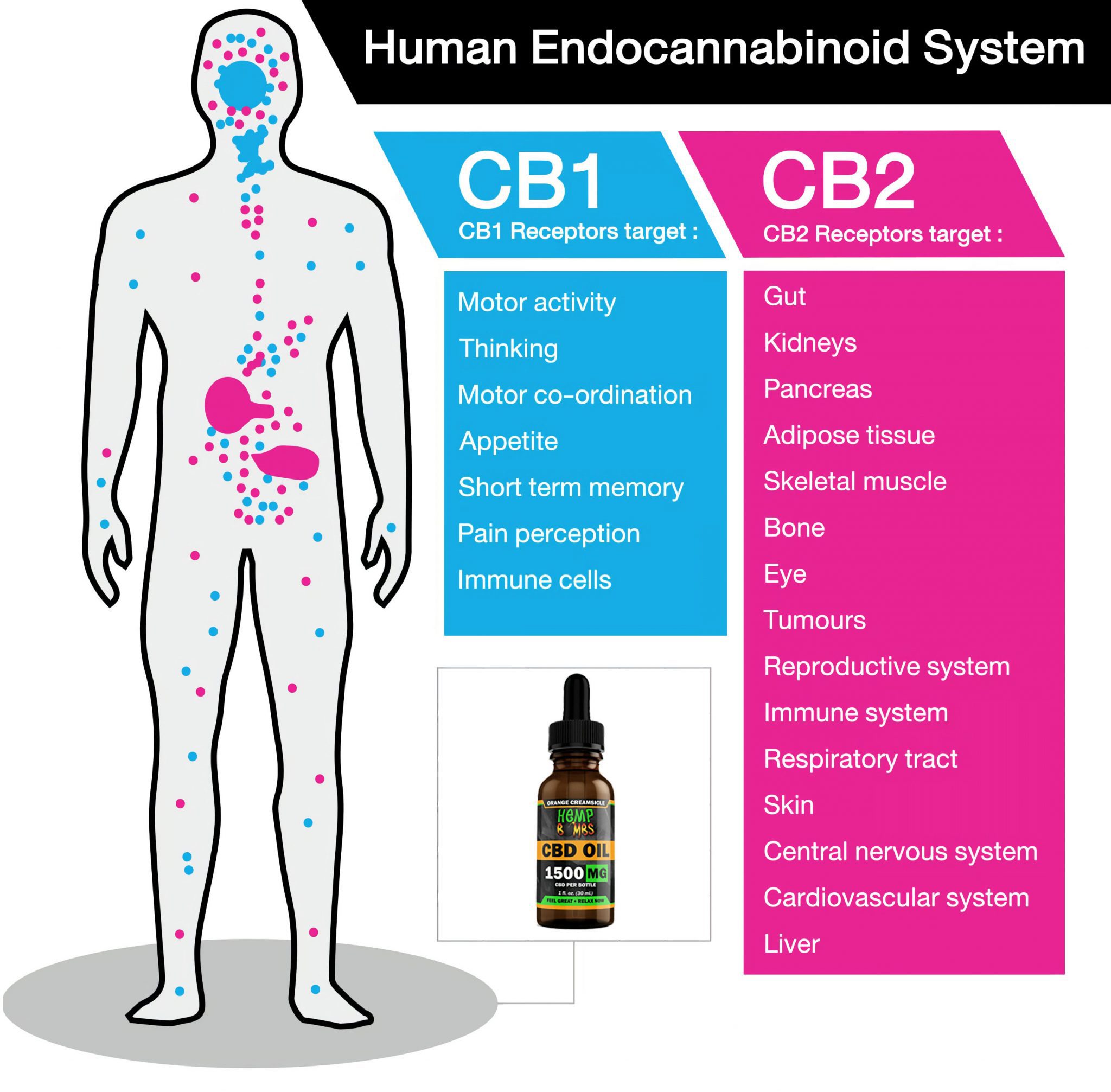 Human endocannabinoid system