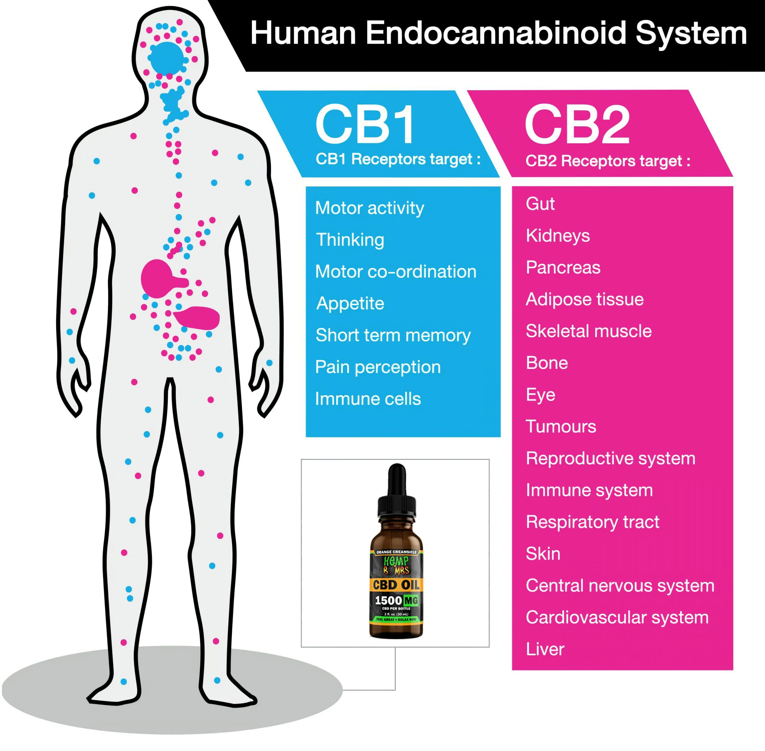 CBD takes over the endocannabinoid system and might encourage your system to produce more endocannabinoids, which helps your body maintain balance