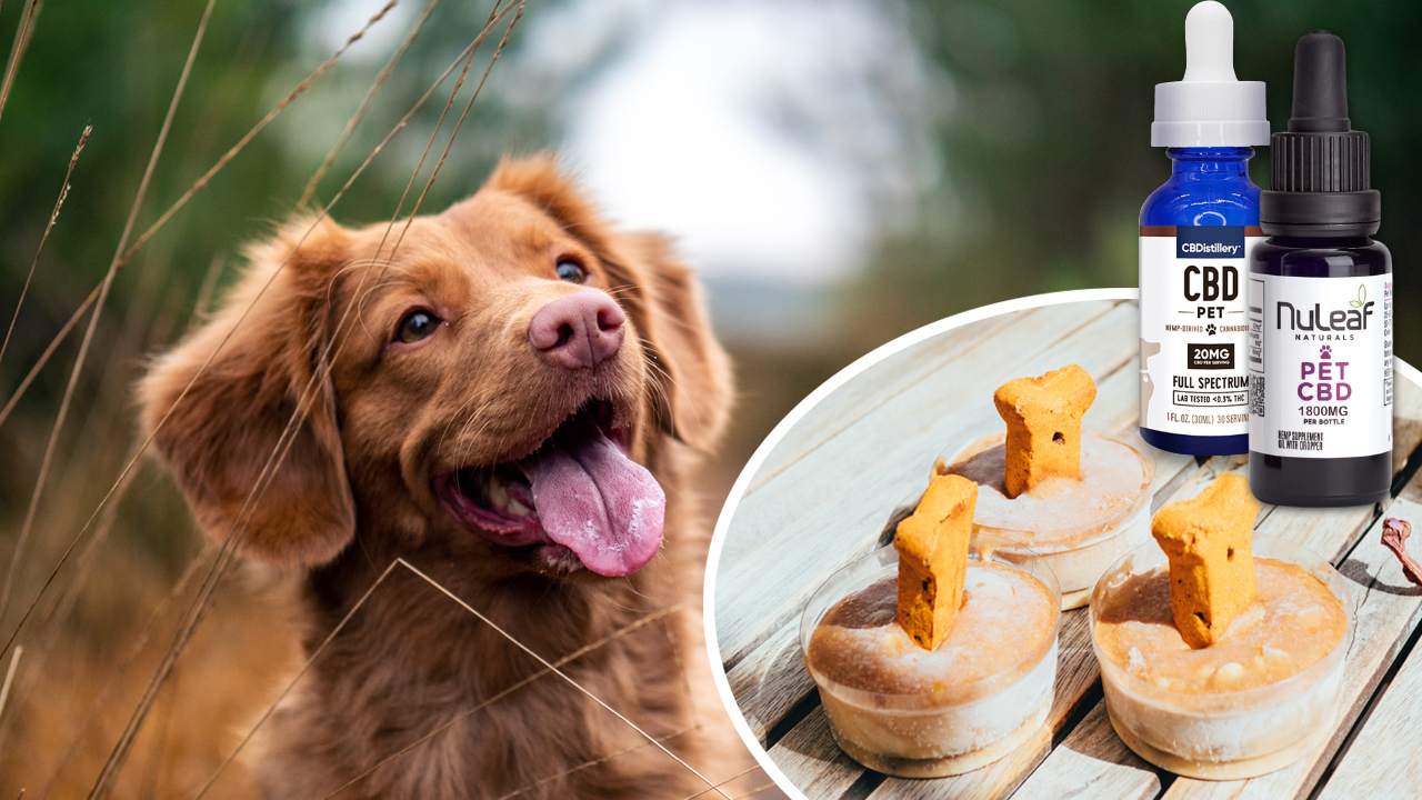 How to Make CBD Dog Treats, Oils and Salve