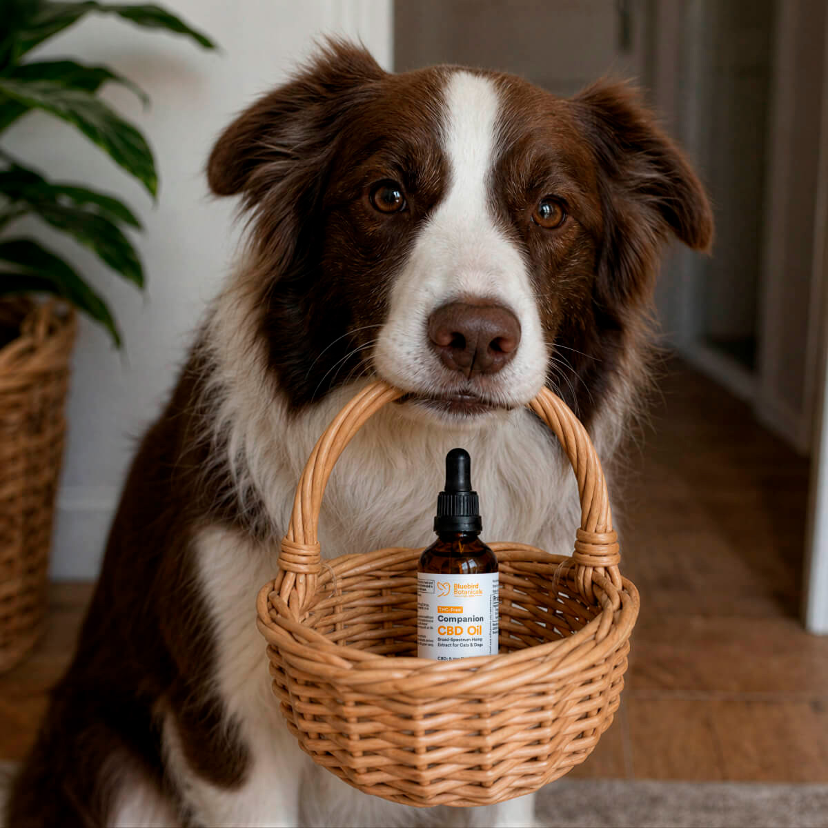 Bluebird Botanicals, Companion CBD Oil for Pets, Broad Spectrum THC-Free, 2fl oz, 1800mg CBD