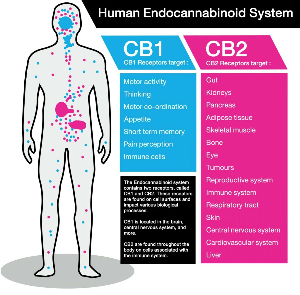 Human Endocannabinoid System