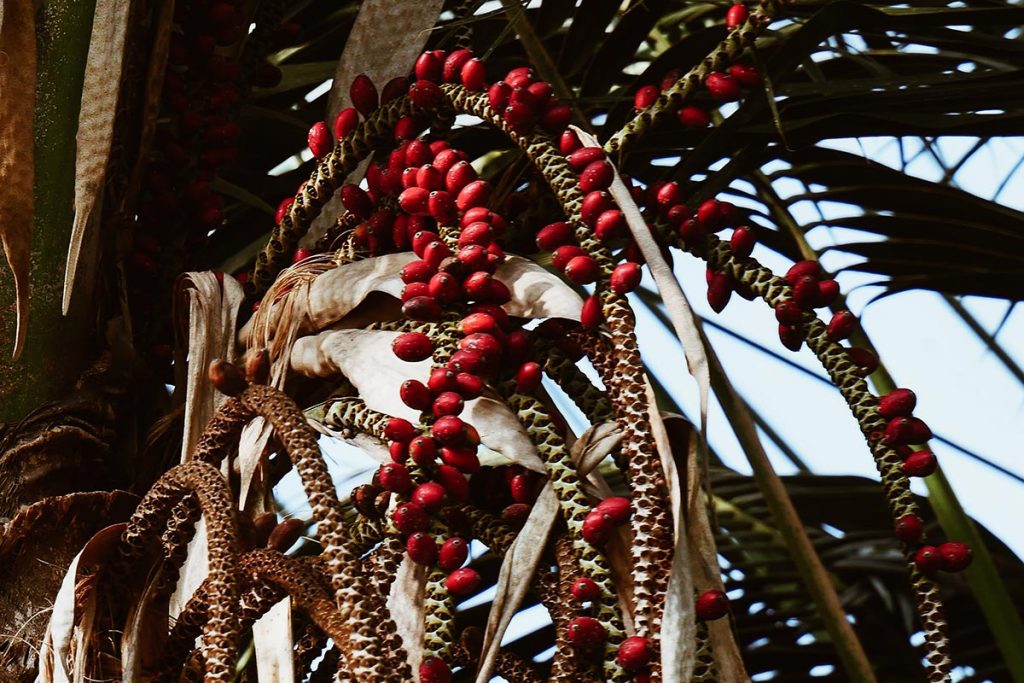 Palm carrier oil