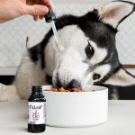 How Does CBD Oil Work for Dogs?