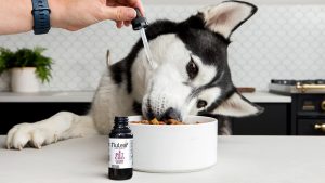 How Does CBD Oil Work for Dogs?