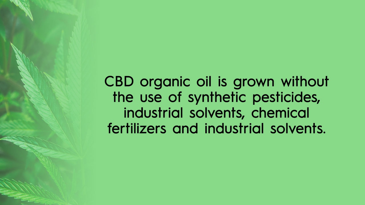 CBD organic oil is extracted from hemp plants that are grown organically, without the use of synthetic pesticides, industrial solvents, chemical fertilizers and industrial solvents.