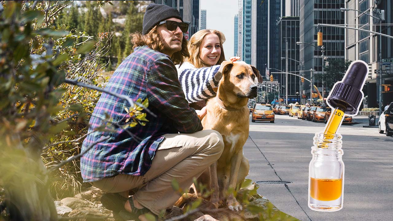 CBD for Pets Vs. Humans: What’s the Difference?