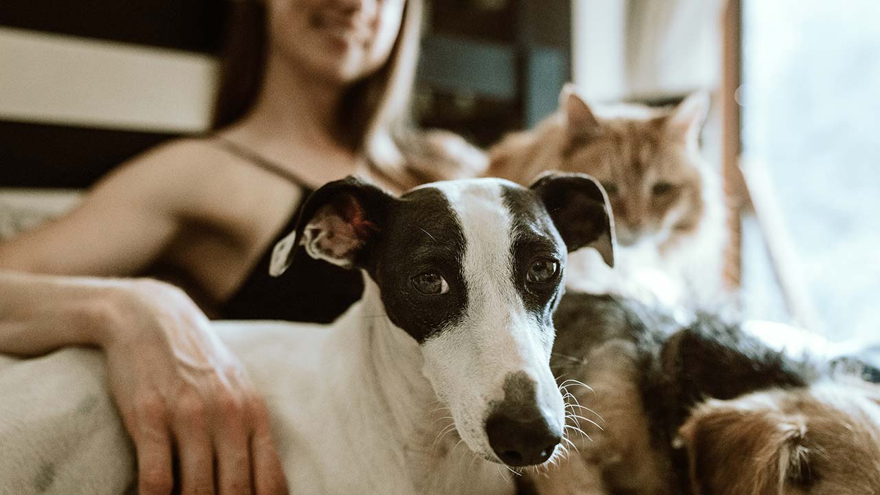 Pet Owners Surveyed About Giving CBD for Pets