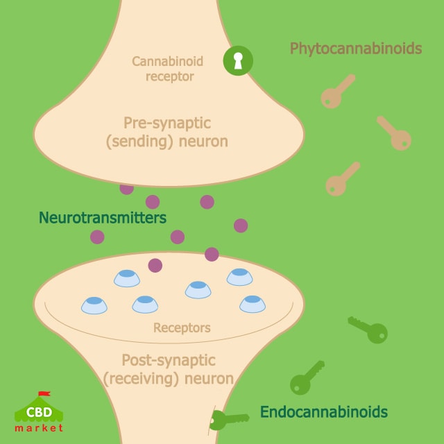 The body produces endocannabinoids to activate the receptors and regulate the various body functions