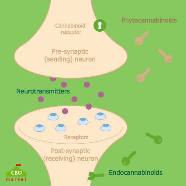 The endocannabinoid system: Essential and mysterious - Harvard Health