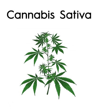 Cannabis Sativa plant