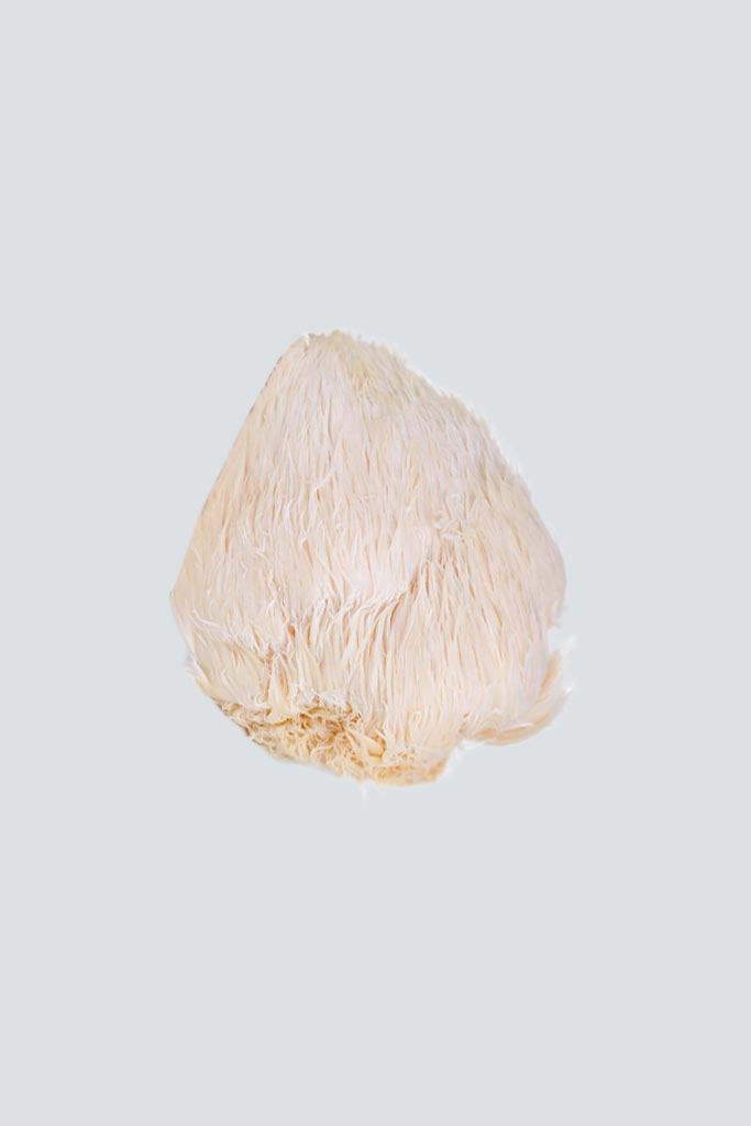 Lion’s Mane Functional mushroom