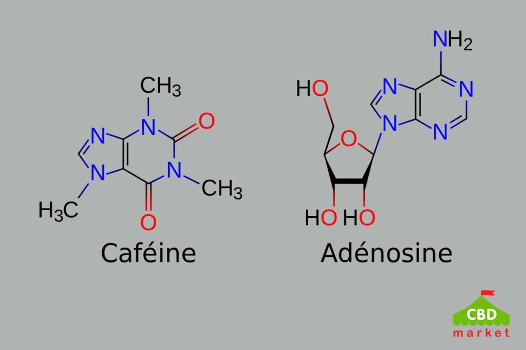 Caffeine binds to adenosine receptors