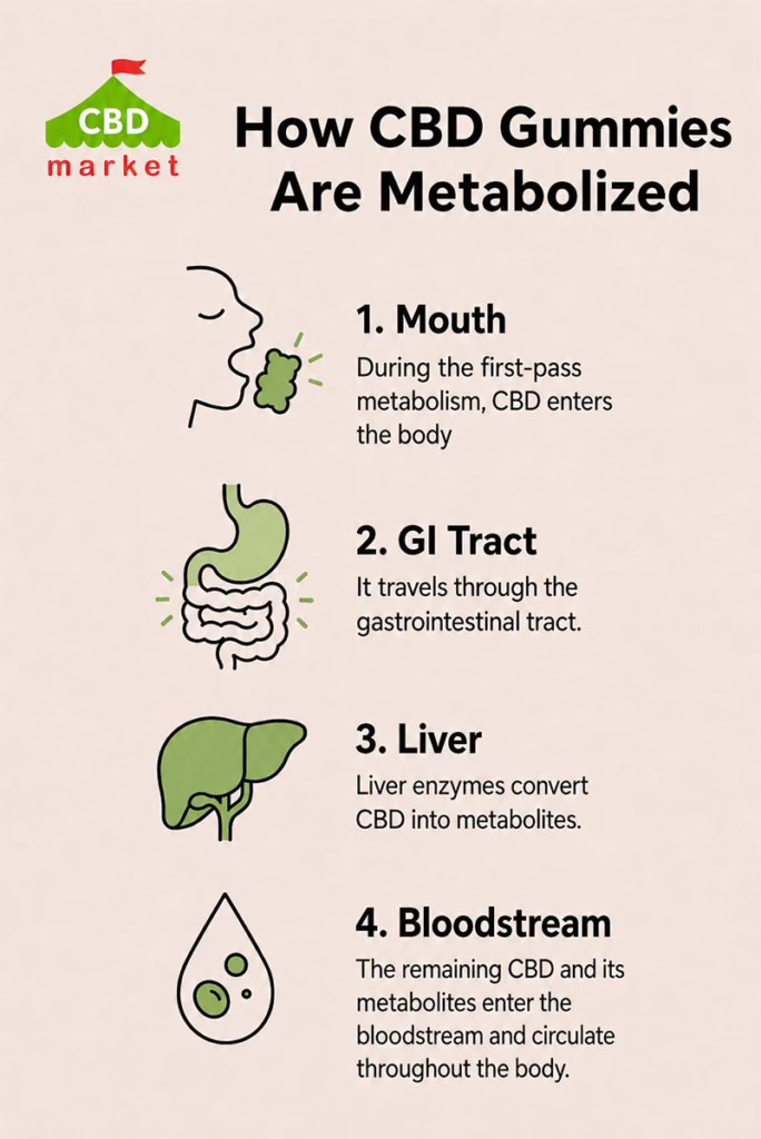 How CBD Gummies Are Metabolized