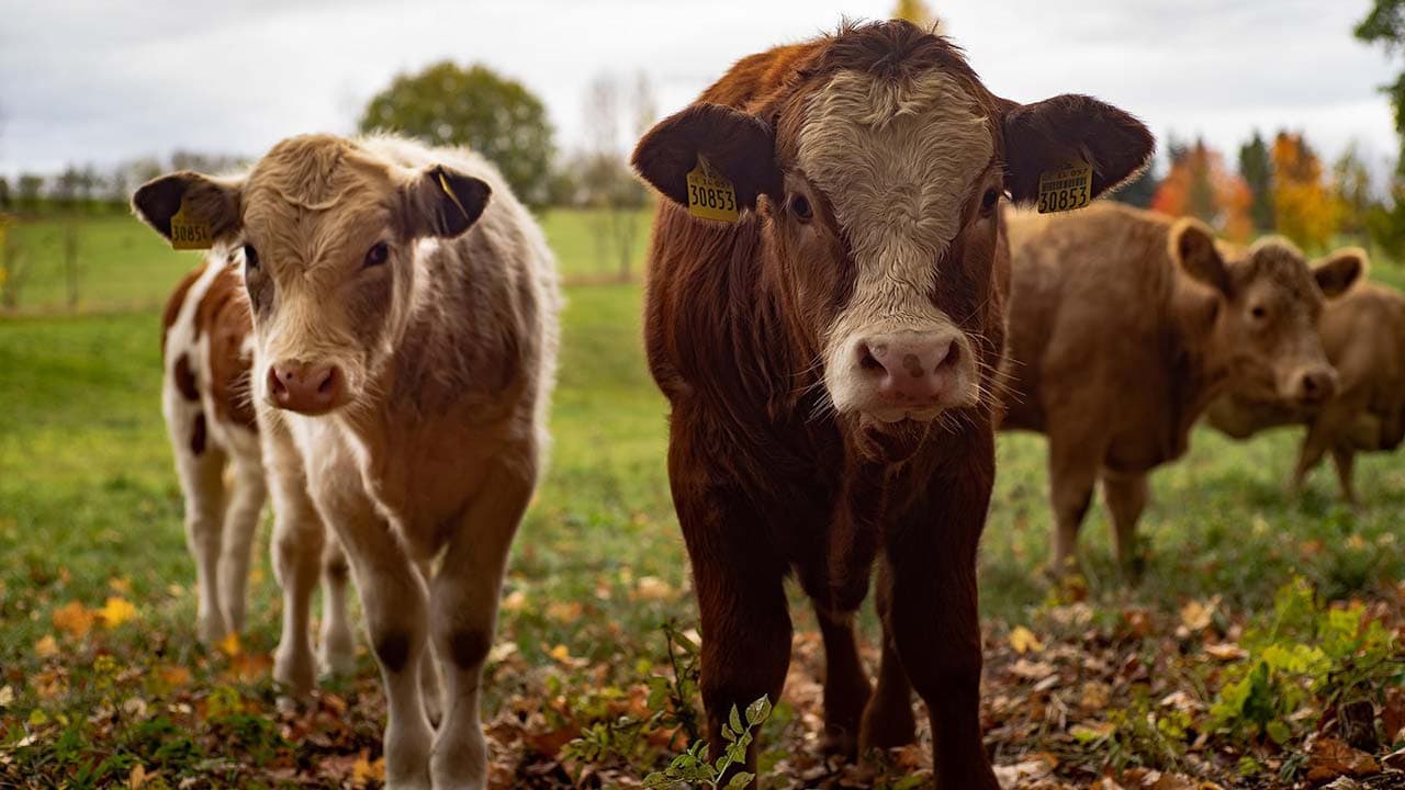 Benefits of Feeding Cattle Industrial Hemp