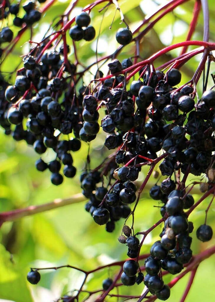 The Benefits of Combining CBD and Elderberry