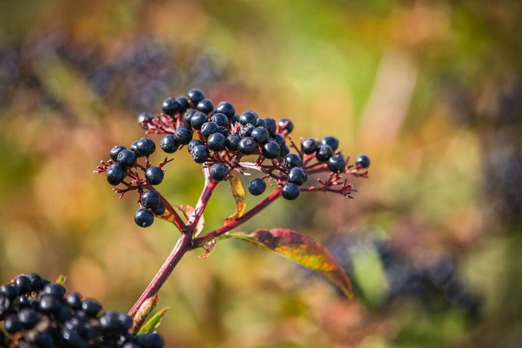 What are the Benefits of Elderberry?