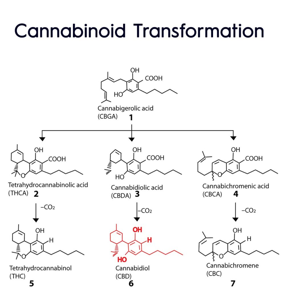 Enzymatic reactions turn CBGA into other kinds of cannabinoids (mostly THCA and CBDA)