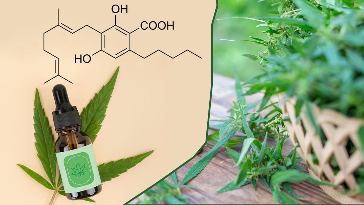 What is Cannabigerolic Acid (CBGA)?