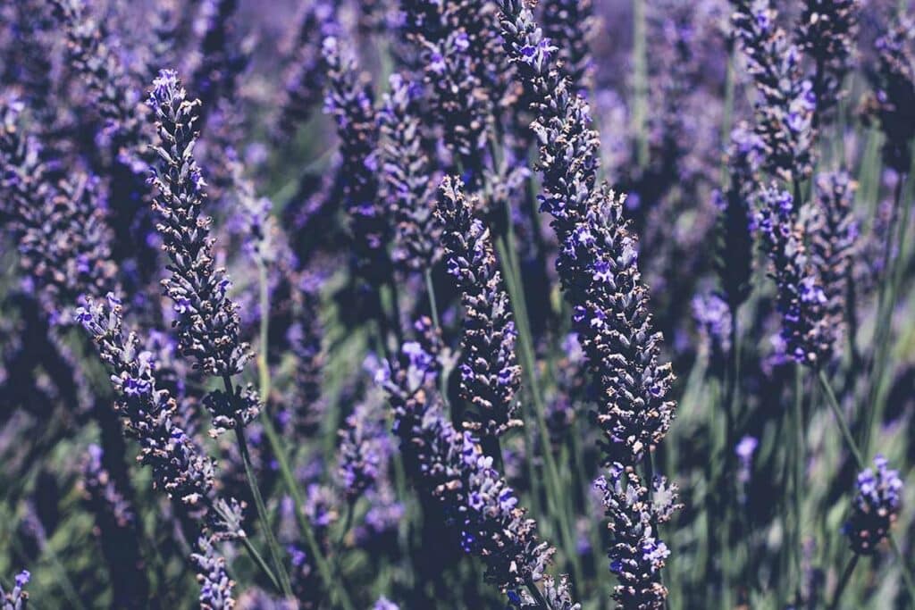 Some other typical natural ingredients that help with detox include lavender, eucalyptus and ginger.