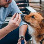 CBD delivery method approaches 100% bioavailability in dogs