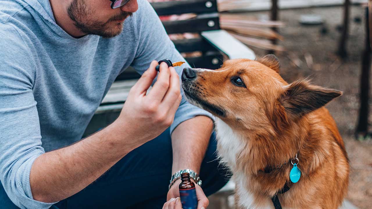 CBD delivery method approaches 100% bioavailability in dogs