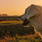 Study Finds Administering Daily CBD Dose is Safe for Dogs