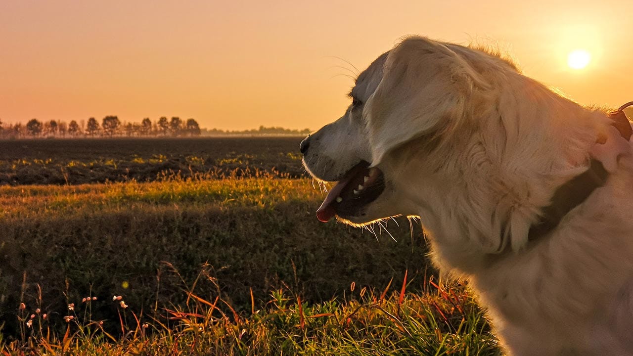 Study Finds Administering Daily CBD Dose is Safe for Dogs